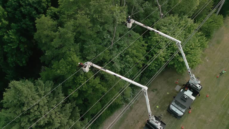 Best Tree Risk Assessment  in Mitchell, NE