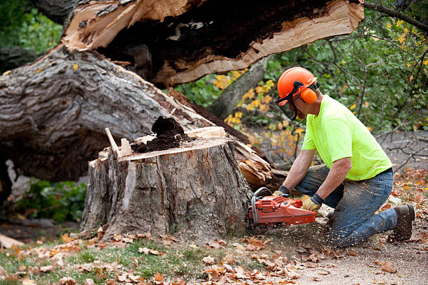 Why Choose Our Tree Removal Services in Mitchell, NE?