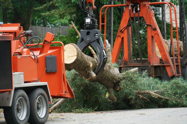 Best Tree Maintenance Programs  in Mitchell, NE